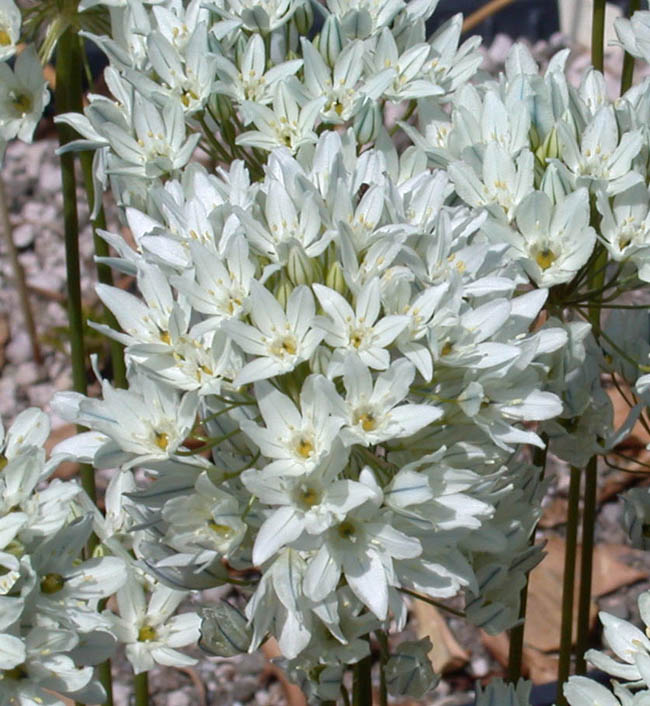 Triteleia Queen Fabiola, Tritéléia Lâche – Très Vert Bulbes à Fleurs